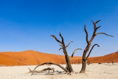 désert de Namib / Namib desert