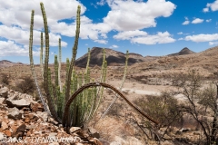 désert de Namib / Namib desert