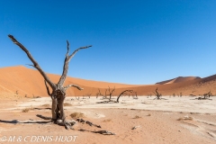 désert de Namib / Namib desert