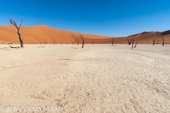 désert de Namib / Namib desert