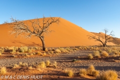 désert de Namib / Namib desert