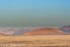 désert de Namib / Namib desert