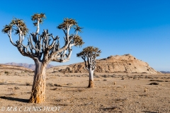 désert de Namib / Namib desert