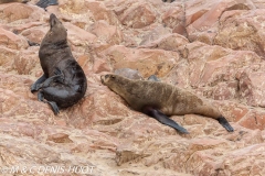 otarie à fourrure du Cap / south afican fur seal