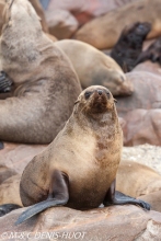 otarie à fourrure du Cap / south afican fur seal