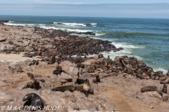 otarie à fourrure du Cap / south afican fur seal