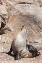 otarie à fourrure du Cap / south afican fur seal