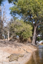 parc national de Chobe / Chobe national park