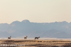 désert de Namib / Namib desert