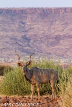 grand koudou / greater kudu