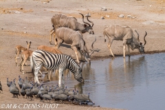 Etosha