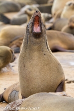 otarie à fourrure du Cap / south afican fur seal