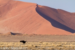 désert de Namib / Namib desert