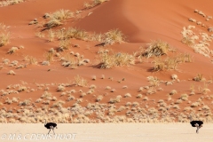 désert de Namib / Namib desert