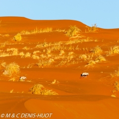 désert de Namib / Namib desert