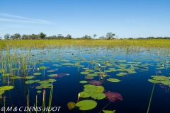 Okavango