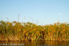 Okavango