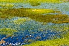 Okavango