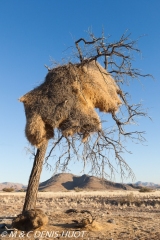 désert de Namib / Namib desert