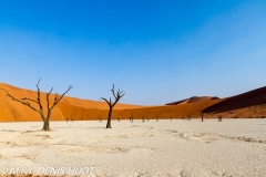 désert de Namib / Namib desert