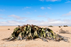 désert de Namib / Namib desert