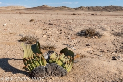 désert de Namib / Namib desert