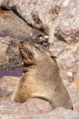 otarie à fourrure du Cap / south afican fur seal