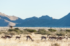 désert de Namib / Namib desert