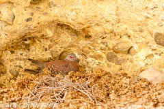 désert de Namib / Namib desert