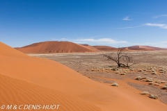 désert de Namib / Namib desert