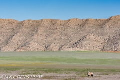 désert de Namib / Namib desert