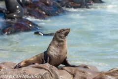 otarie à fourrure du Cap / south afican fur seal