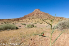 Damaraland