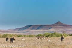 Damaraland