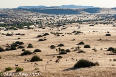 Damaraland