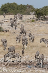 Etosha