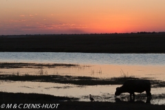 Parc national de Chobe / Chobe national park
