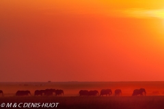 Parc national de Chobe / Chobe national park