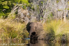 Okavango