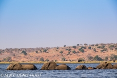 Parc national de Chobe / Chobe national park