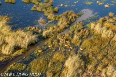 Okavango