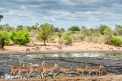 Parc Kruger