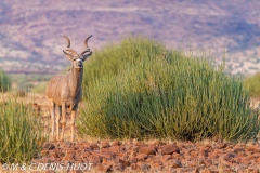 Damaraland