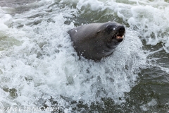 otarie à fourrure du Cap / south afican fur seal