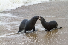 otarie à fourrure du Cap / south afican fur seal