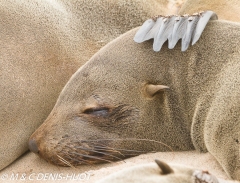 otarie à fourrure du Cap / south afican fur seal