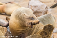 otarie à fourrure du Cap / south afican fur seal