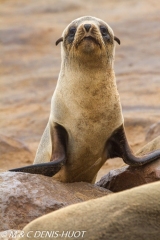 otarie à fourrure du Cap / south afican fur seal