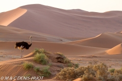 désert de Namib / Namib desert