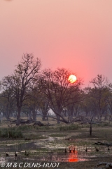 réserve de Moremi / Moremi game reserve